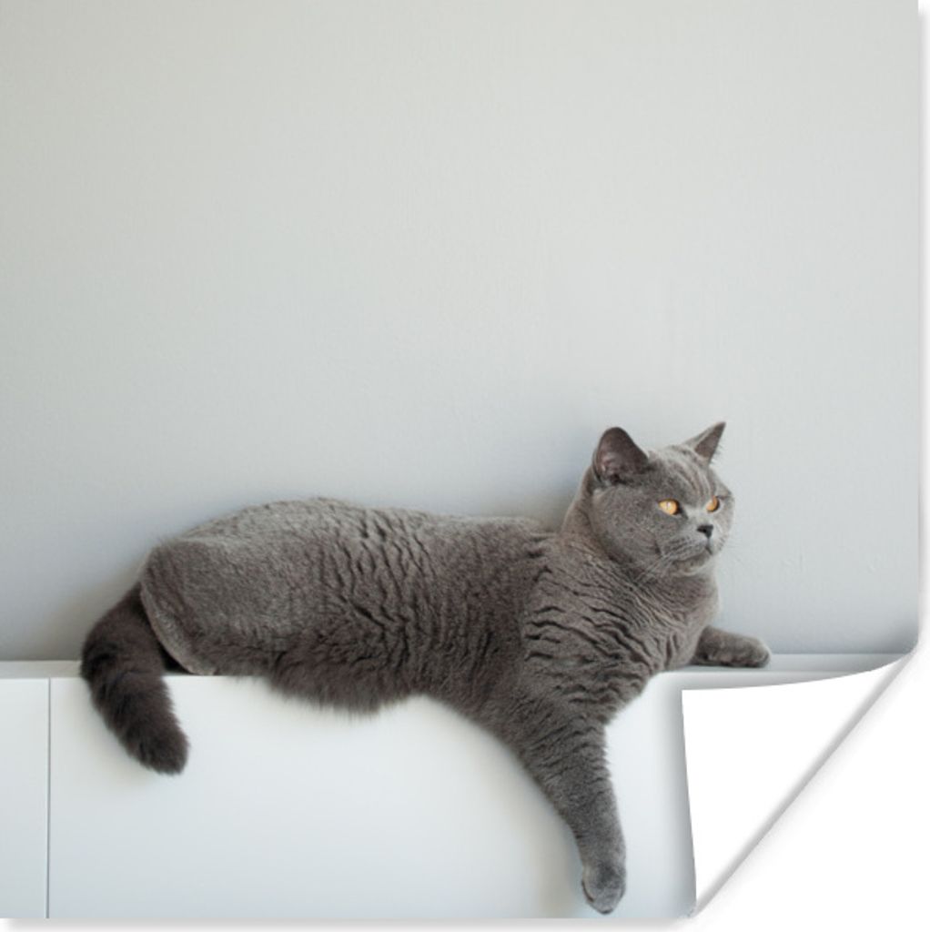 MuchoWow Poster Katze - Britisch Kurzhaar - Grau - Mädchen - Kinder - Jungen - Kinder 50x50 cm - Wohnzimmerdekoration