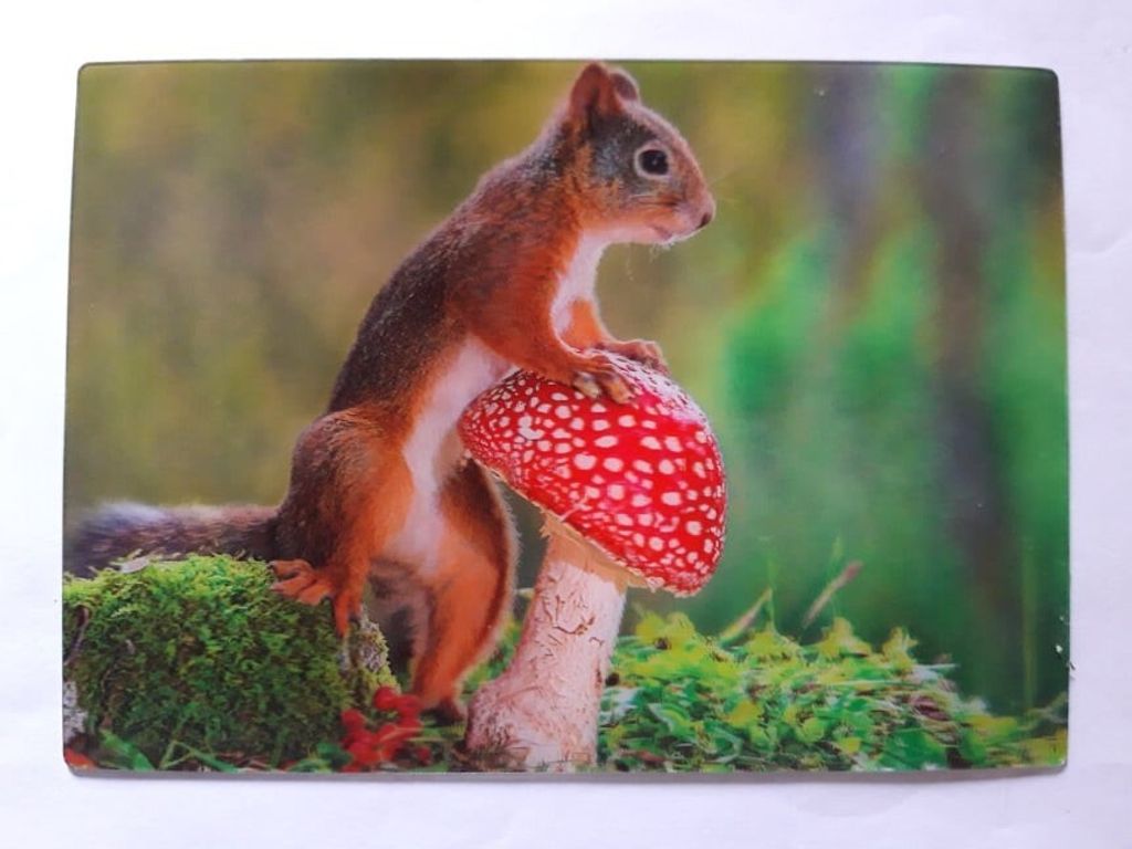 3 D Ansichtskarte Eichhörnchen mit Fliegenpilz, Postkarte Produktbild 