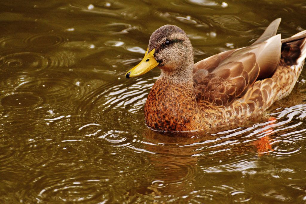 hansepuzzle 36258 - Ente Puzzle, 2000 Teile, Tierwelt, 90,0 x 60,0cm mit hochwertiger Aufbewahrung, Kartonbox und wiederverschließbarem Beutel