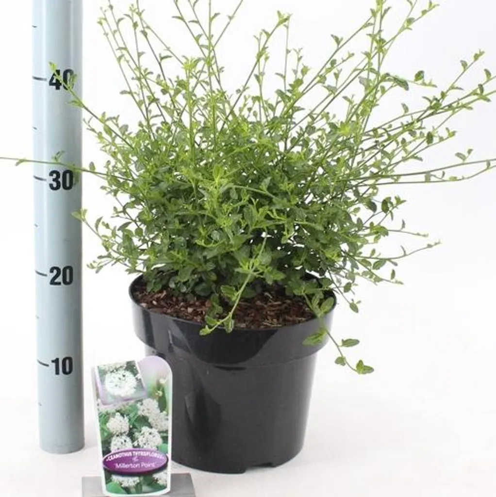 Ceanothus Millerton Point 50-60cm - Fleurs blanches et feuillage dense