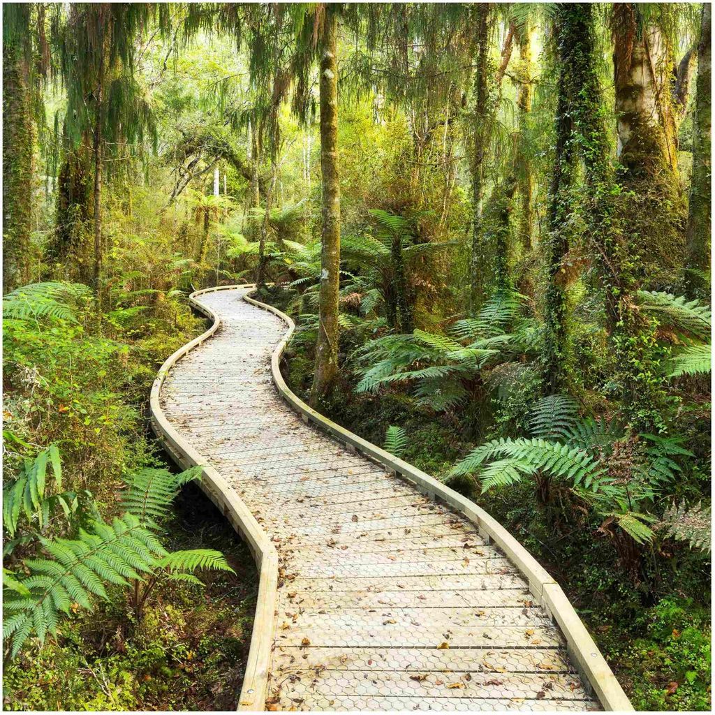 Fototapete Wald - Vliestapete - Bildtapete UV-beständig Wald grün 3D-Effekt Motiv Wandtapete geruchsfrei