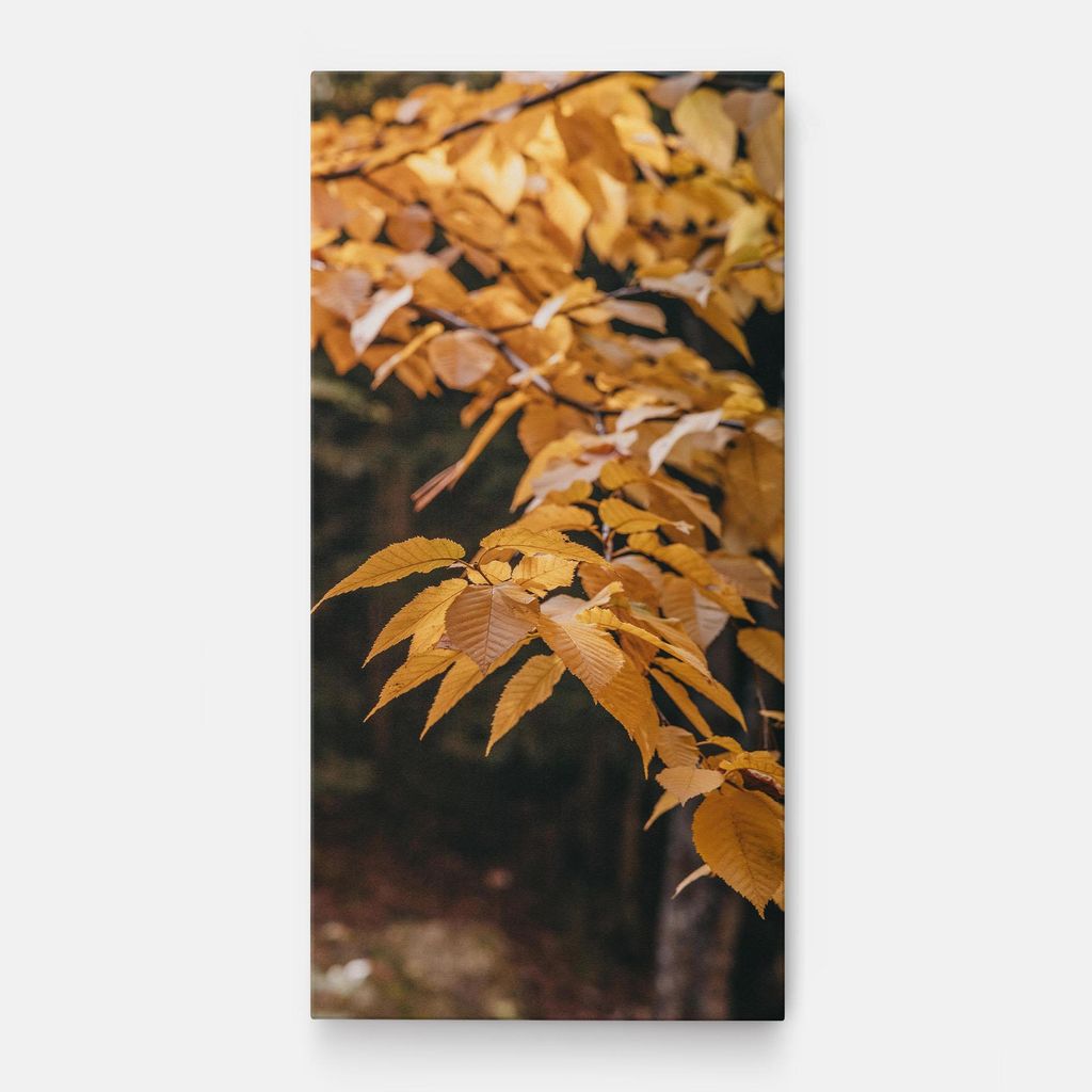 ARTHUB Leinwandbild 40x80 cm, Autumn Nature | Wohnzimmerdekoration, Hängende Bilder, Wanddekoration, Heimdekoration, Landschaften, Herbst
