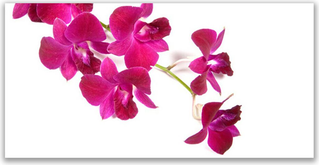 Tulup Leinwand-Bilder 140x70 Wandbild Canvas Kunstdruck Blumen Pflanzen