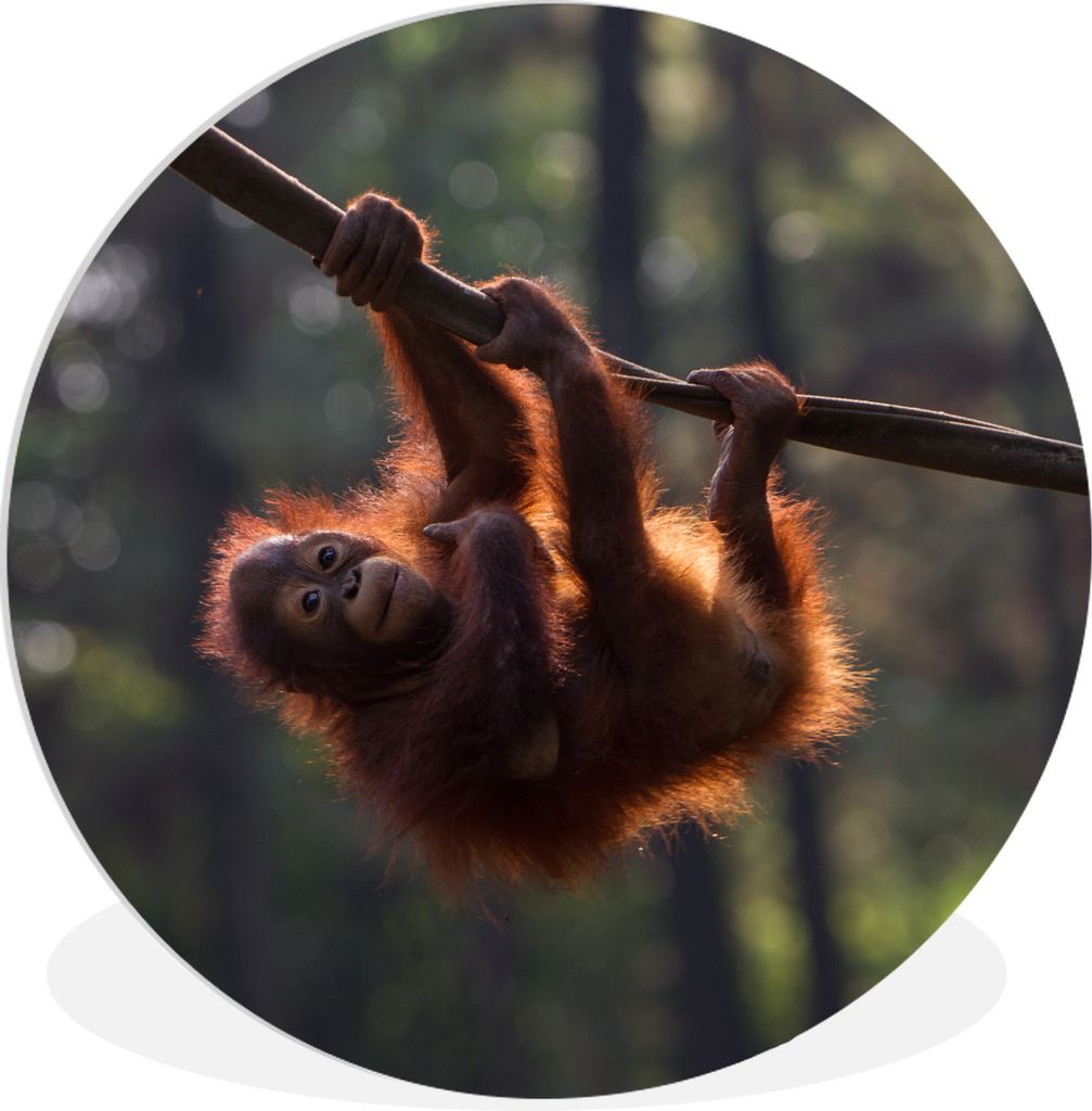 MuchoWow Rundes Wandbild - Runde Bilder Junger Orang-Utan hängt an einem Ast Ø 60 cm Kreis Wanddekoration Kunststoff - Wandkreis - Wandschmuck ...