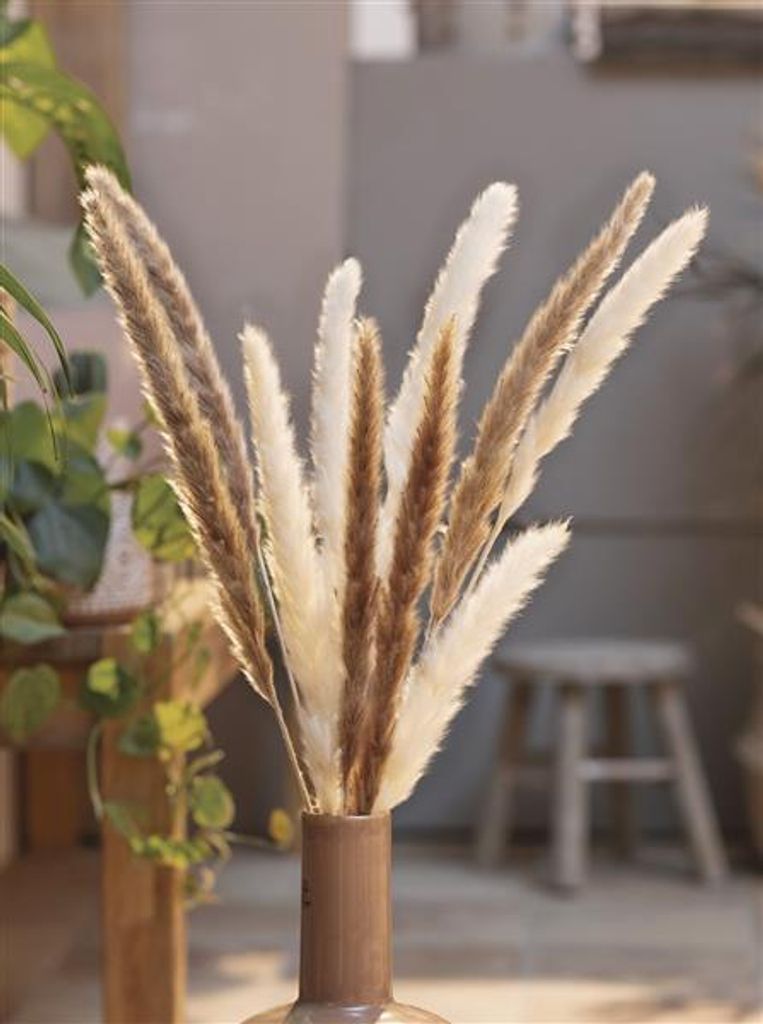 2x Schilfgras "Natur" getrocknet, 70 cm, ideal als Tischdeko oder Vasendeko