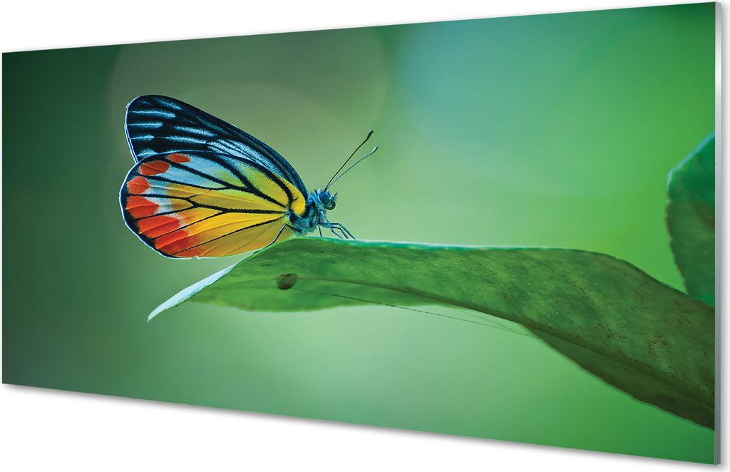Spritzschutz 100x50 Wandkunst Bunter Schmetterling Blatt