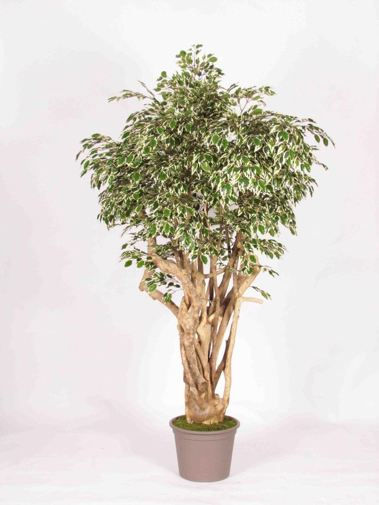 artplants.de Deko Birkenfeige LISENKA, Echtstamm, grün-weiß, 200cm - Italy - Kunstficus