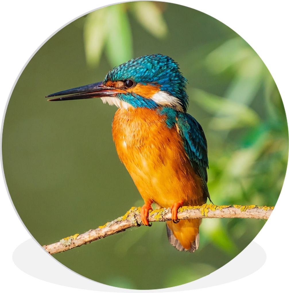 MuchoWow Rundes Wandbild - Runde Bilder Vogel - Eisvogel - Zweig - Blätter - Moos Ø 30 cm Kreis Wanddekoration Kunststoff - Wandkreis - Wandsch...