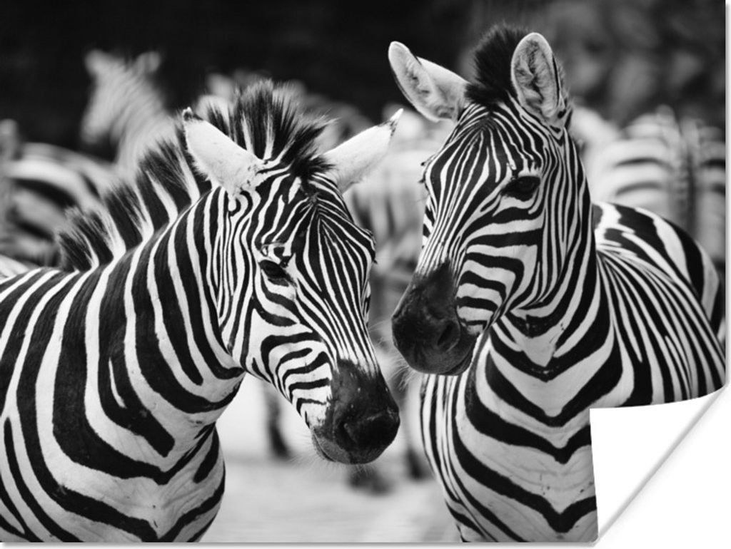 MuchoWow Poster Zebra schwarz und weiß 80x60 cm - Kunst für zu Hause