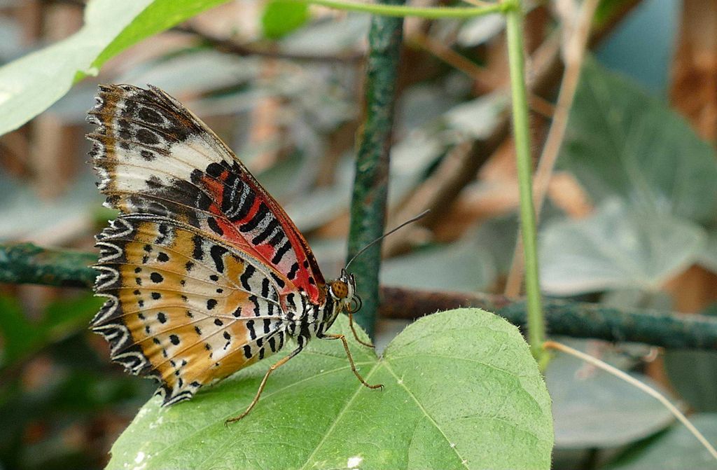 hansepuzzle 21402 - Schmetterling Puzzle, 500 Teile, Natur, 46,0 x 30,0cm mit hochwertiger Aufbewahrung, Kartonbox und wiederverschließbarem Beutel