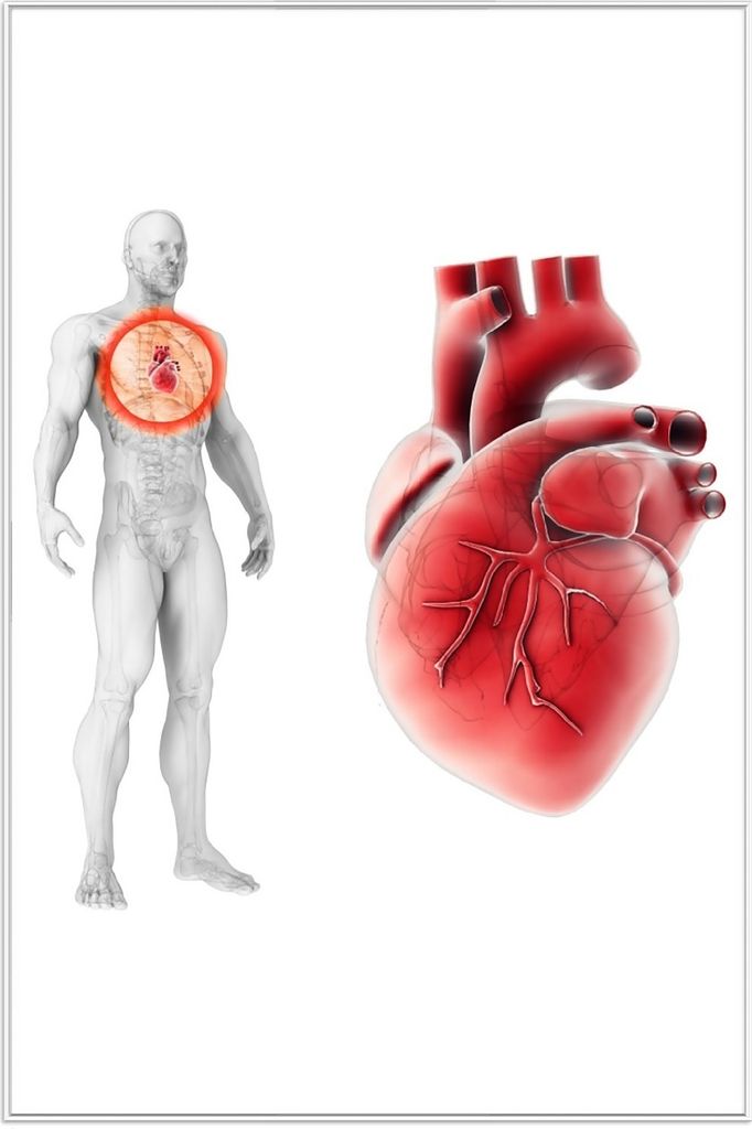 Wallario Wandbild Anatomie des Menschen Herz in Nahansicht, Größe: 61 x 91,50 cm, Poster mit weißem Aluminiumrahmen