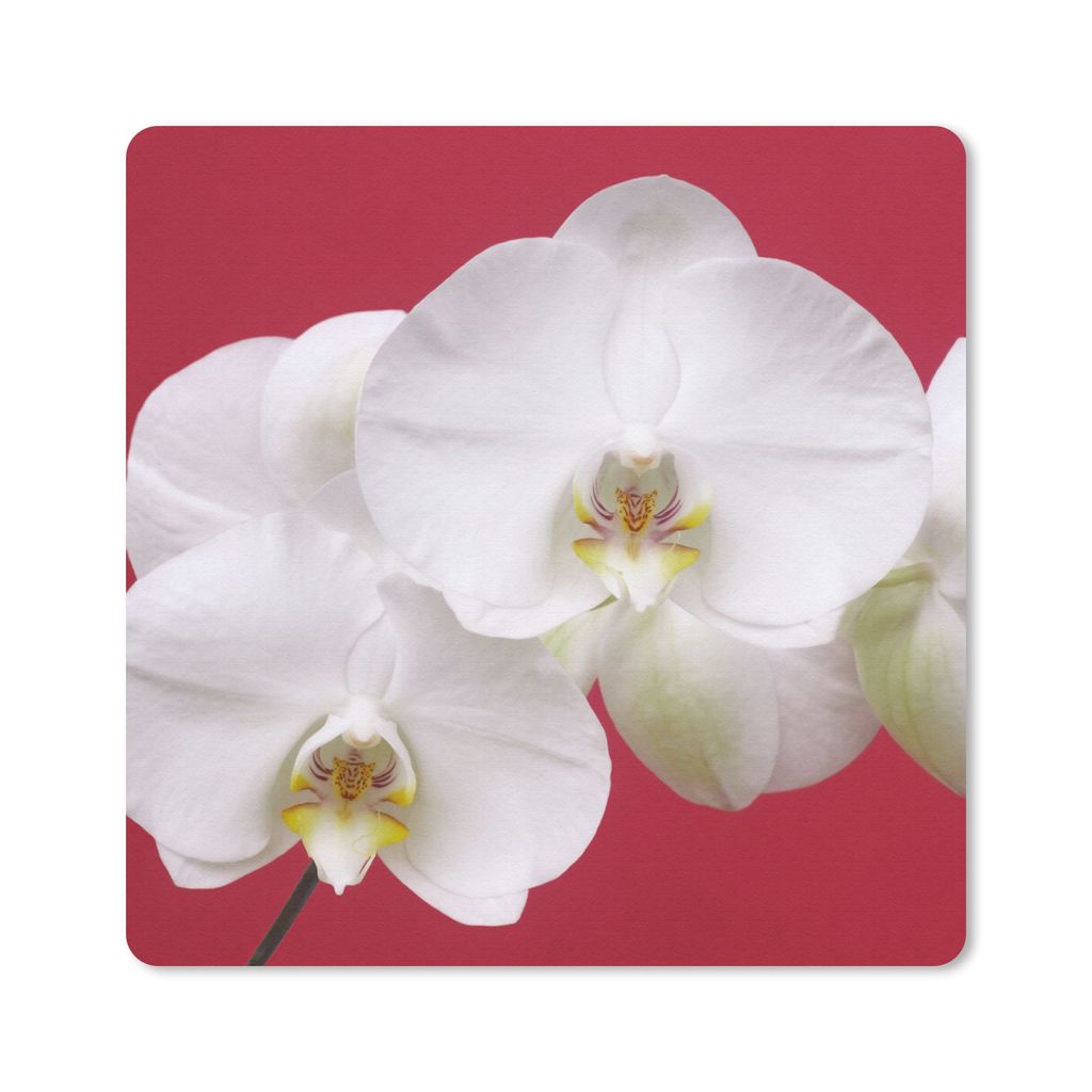 MuchoWow Mauspad Mousepad Weiße Orchidee auf Rot 30x30 cm - Mousepads - Maus Mat - Pad - Mausunterlage - Gaming