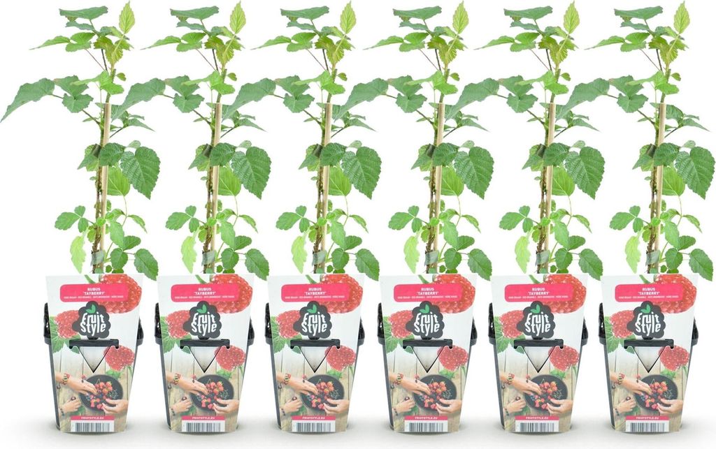 GreenboutiQ - Obstpflanzen - Taybes - Rubus Tayberry - Produktbild 