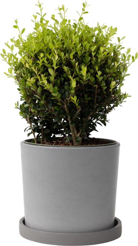 Cezmína vrúbkovaná - Ilex crenata 'Jenny' - Výška 30-40cm - Obrázok produktu 7