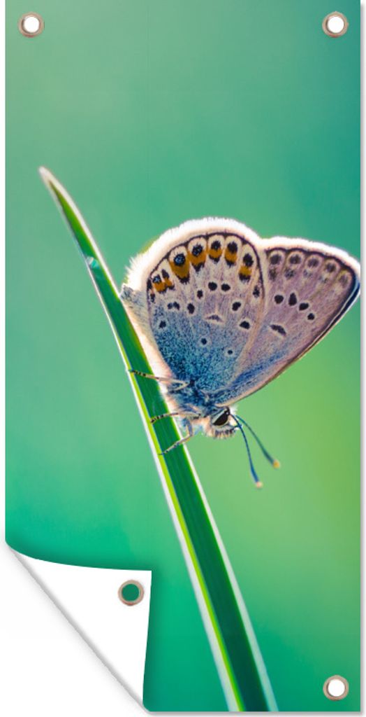 MuchoWow 40x80 cm Outdoor-Poster Gartendeko Sichtschutz Garten Poster für den Garten Schmetterling - Gras - Licht
