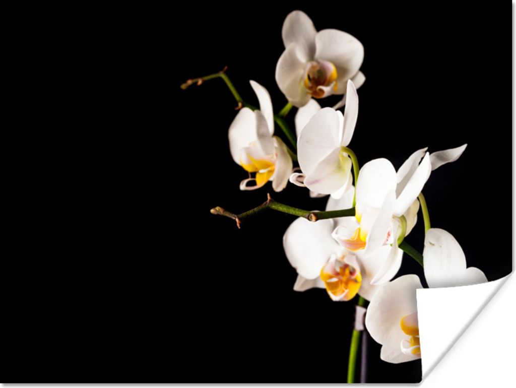 MuchoWow Poster Orchidee - Blumen - Pflanzen - Botanisch 120x90 cm - Wandbild