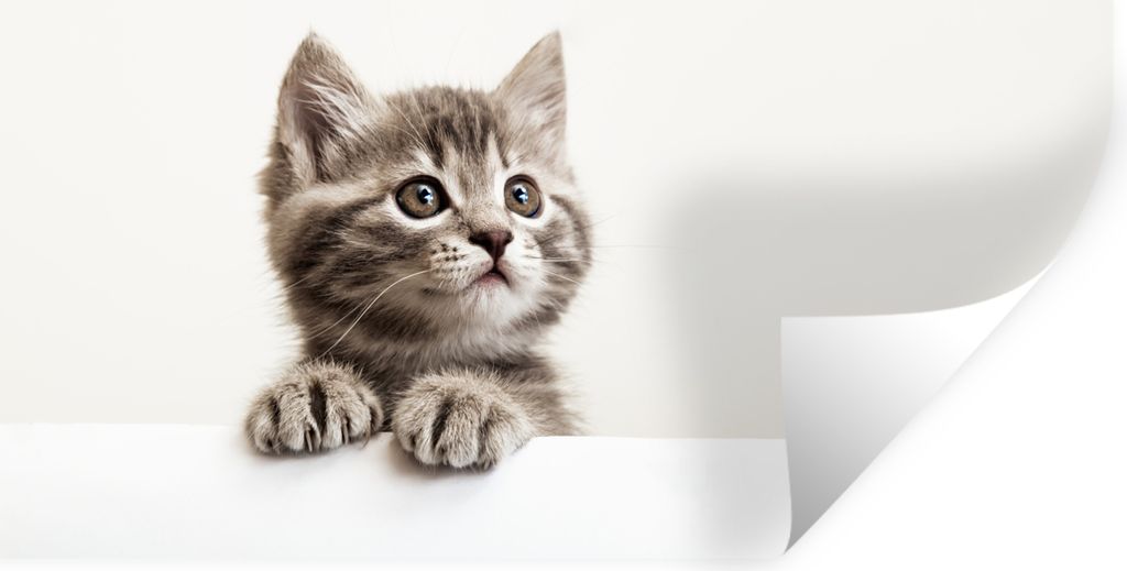 MuchoWow Wandtattoo Wandsticker Wandaufkleber Katze - Grau - Tiere 80x40 cm Selbstklebend und Repositionierbar - Aufkleber