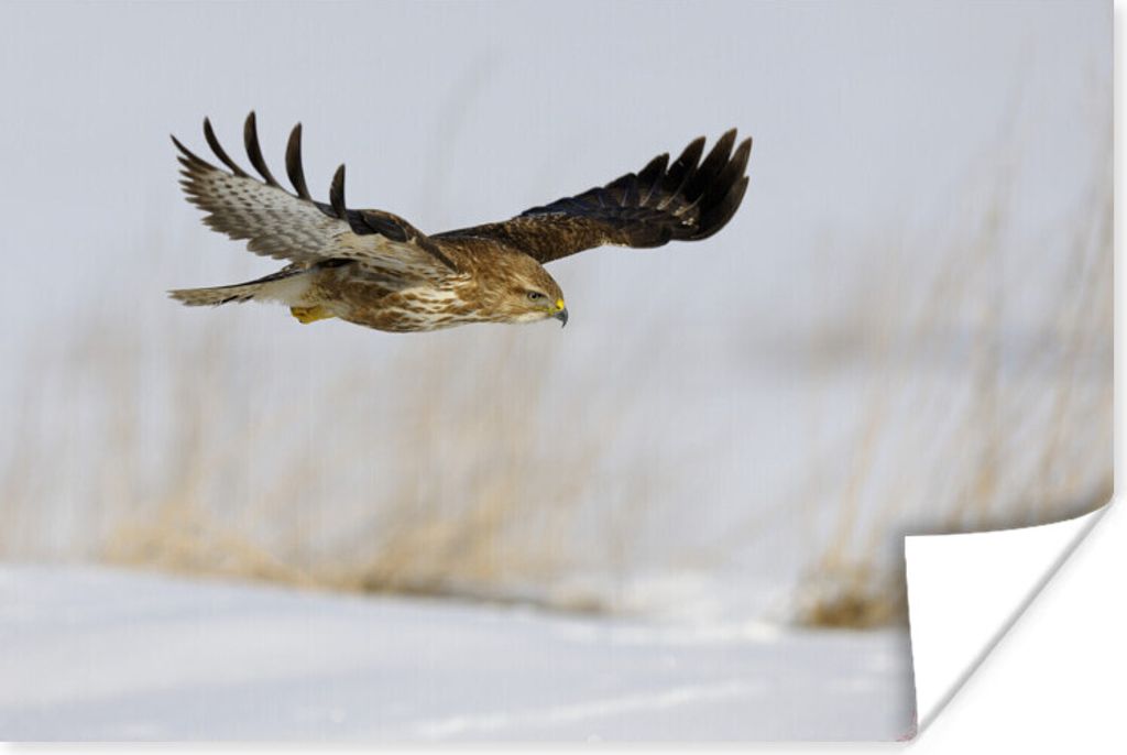 MuchoWow Poster Bussard im Flug über verschneitem Boden in einer Winterlandschaft 180x120 cm - Fotoplakat