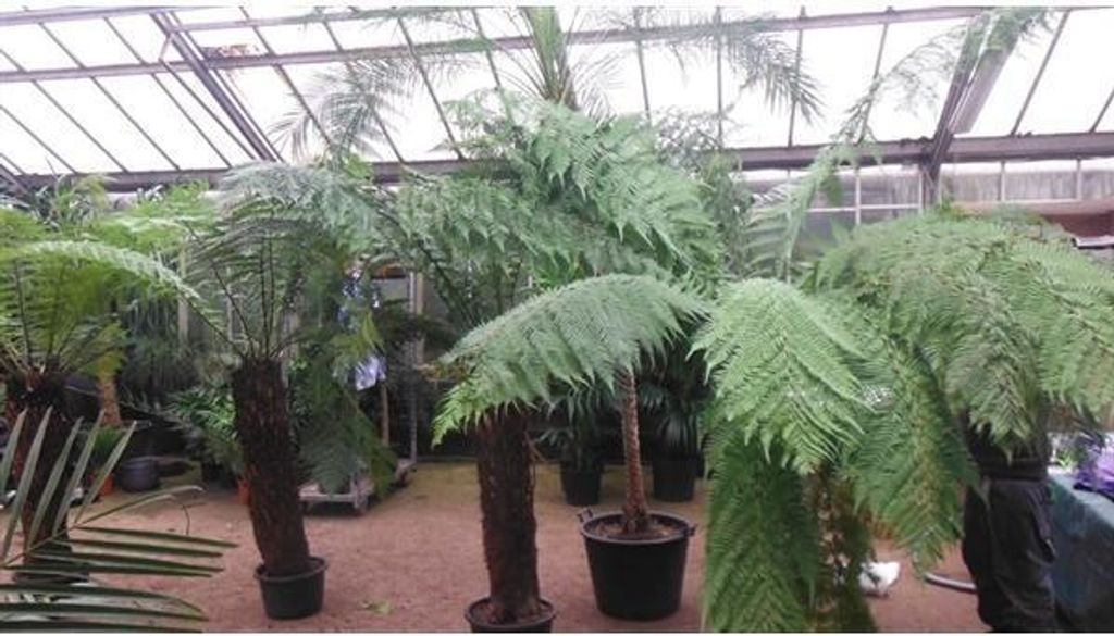 Several large potted ferns are displayed inside a greenhouse with a glass roof.