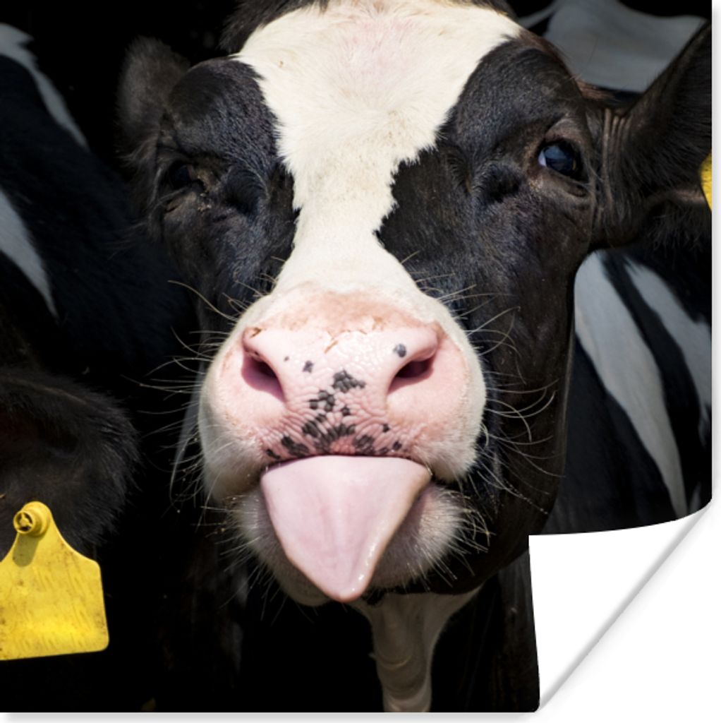 MuchoWow Poster Kuh - Licht - Porträt 30x30 cm - Wandposter - Printing