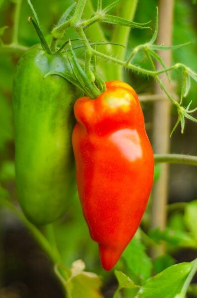 Tomate "San Marzano „ - 20 Samen