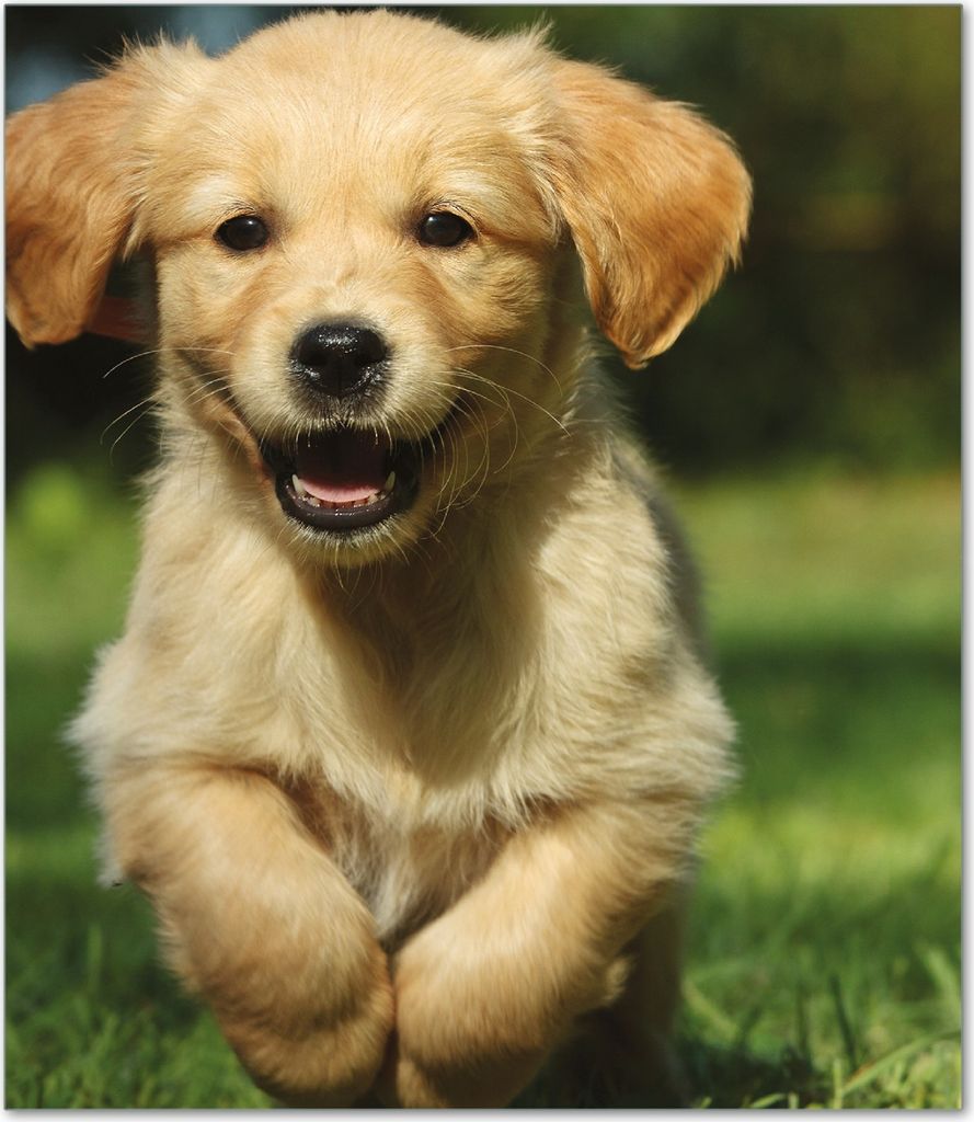 Wallario Herdabdeckplatte aus Glas, Größe 52 x 60 cm 1-teilig, Motiv Süßer Hund - Golden Retriever