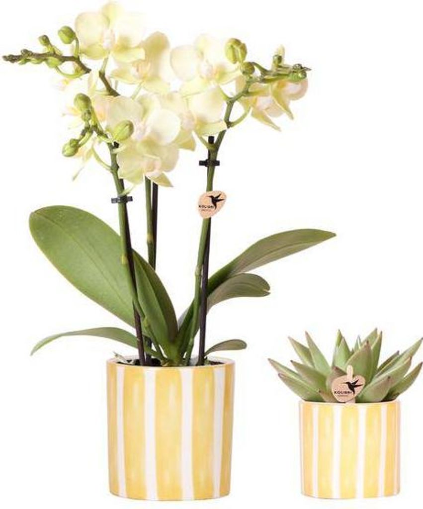 Orchidee Mexico Gelb und Sukkulente im Painted Stripe Ziertopf Gelb Ø9cm & Ø6cm – Pflanzenset – Zimmerpflanzen im modernen Design – Mediter...