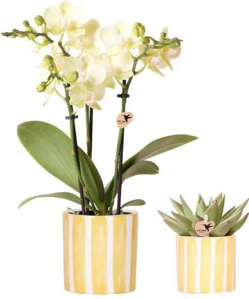 Orchidée Mexico jaune et plante succulente en pot Painted Stripe Ø9cm