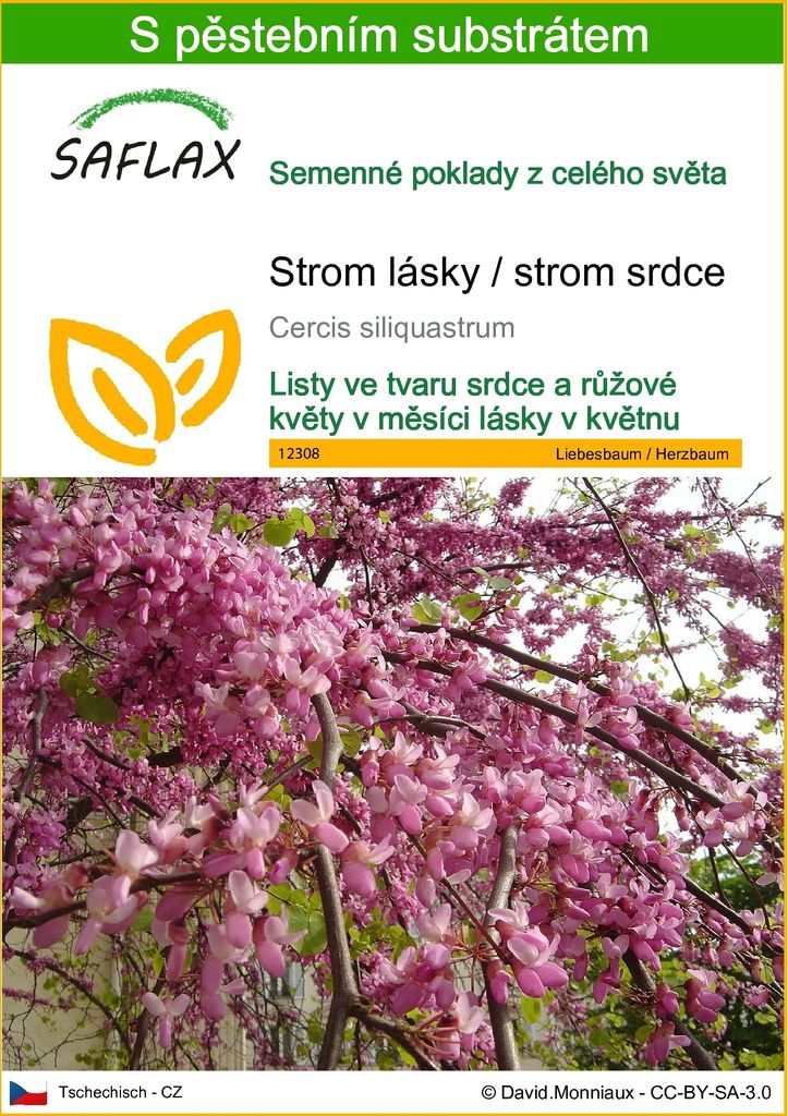 SAFLAX - Strom lásky / strom srdce - Cercis siliquastrum - Obrázek produktu 