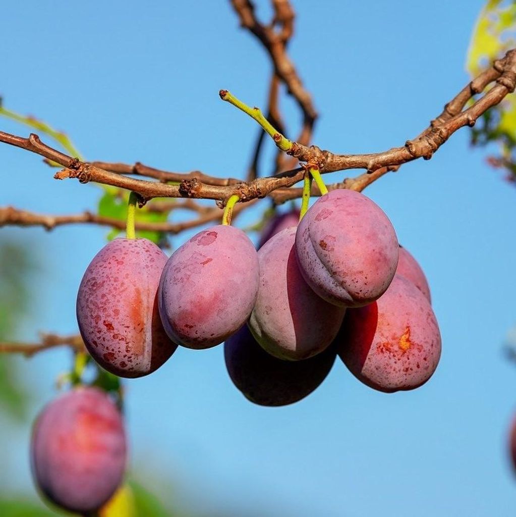 Königin Viktoria Pflaumenbaum Buschbaum 10 Liter Myrobalane