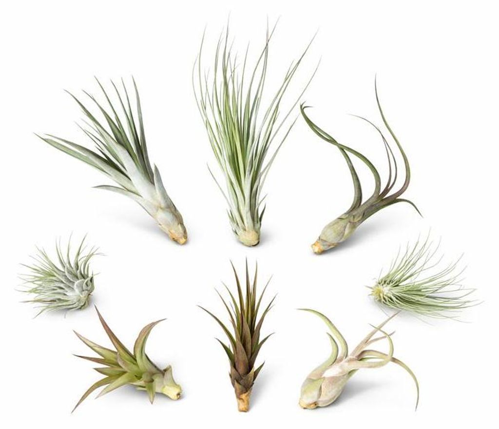 Tillandsien 8er Mix – 8 verschiedene Luftpflanzen (5–22 cm) | Tillandsia Set | Pflegeleicht, ohne Erde | Luftpflanzen Deko für Zuhause, Terrar...