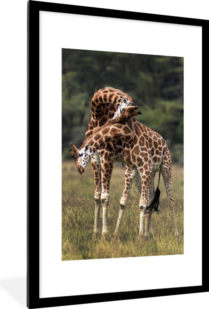 MuchoWow Gerahmtes Poster Zwei Giraffen mit verschlungenen Hälsen 60x90 cm - Poster mit Schwarzem Bilderrahmen Wandposter Rahmen Foto Bilder - D...