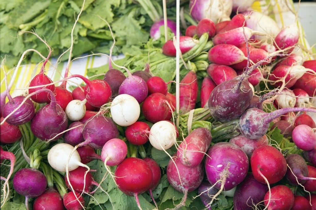 Radieschen "Bunte Mischung" - min. 100 Samen