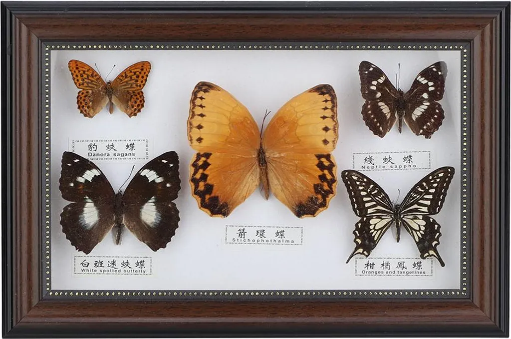 Ornement Papillon Cadre Noir pour une Décoration Intérieure Unique