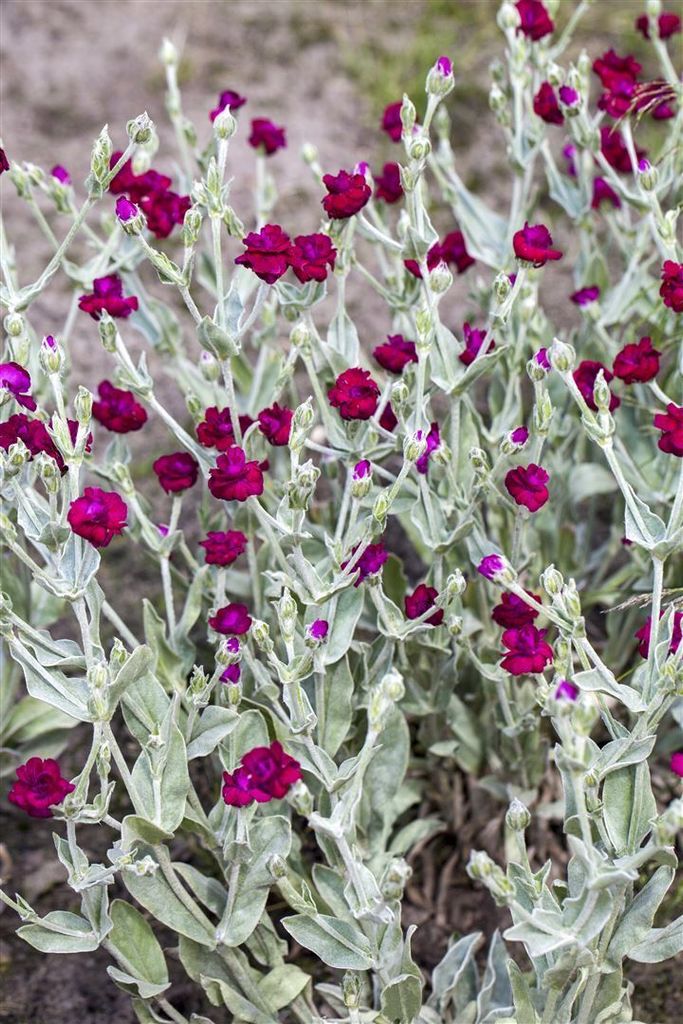 Lychnis coronaria, Lichtnelke, silbrig-grau, ca. 9x9 cm Produktbild 