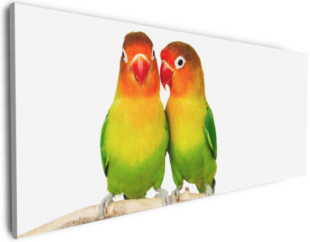 Wallario Premium Leinwandbild Papageien auf dem dünnen Ast in Größe 80 x 200 cm