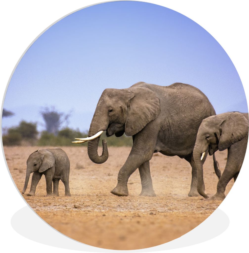 MuchoWow Rundes Wandbild - Runde Bilder Elefantenfamilie mit ihrem Baby in Kenia Ø 90 cm Kreis Wanddekoration Kunststoff - Wandkreis - Wandschmu...