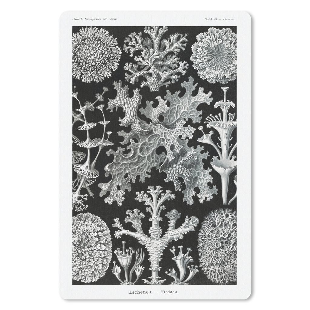 MuchoWow Mauspad Mousepad Kunst - Koralle - Ernst Haeckel - Alte Meister - Natur 18x27 cm - Mousepads - Maus Mat - Pad - Mausunterlage
