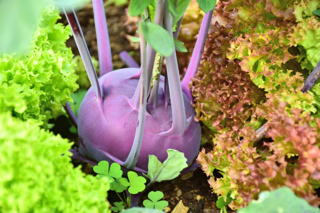 1000 graines de chou-rave bleu « Purple » – Chou-rave Image du produit 