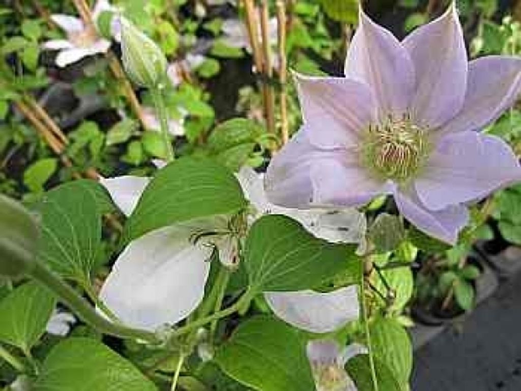 Clematis Chantilly Evipo 021- Waldrebe Klematis Chantilly 60 - 100cm