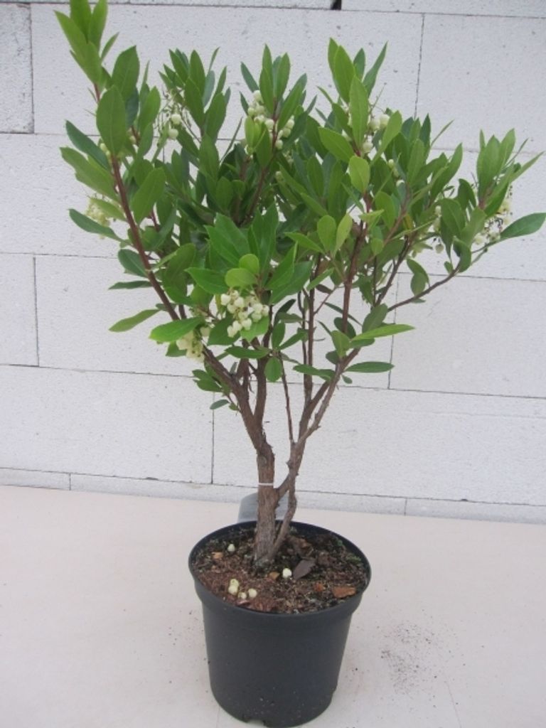Arbutus unedo - Erdbeerbaum - 30-40 Produktbild 