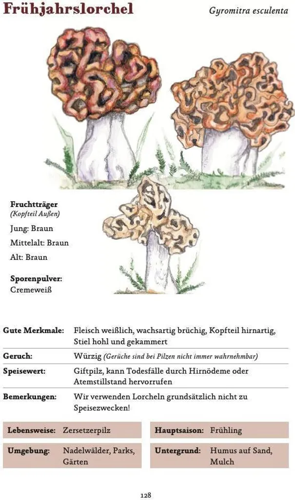 Comment Identifier les Champignons en Allemagne ? Guide Complet Facile
