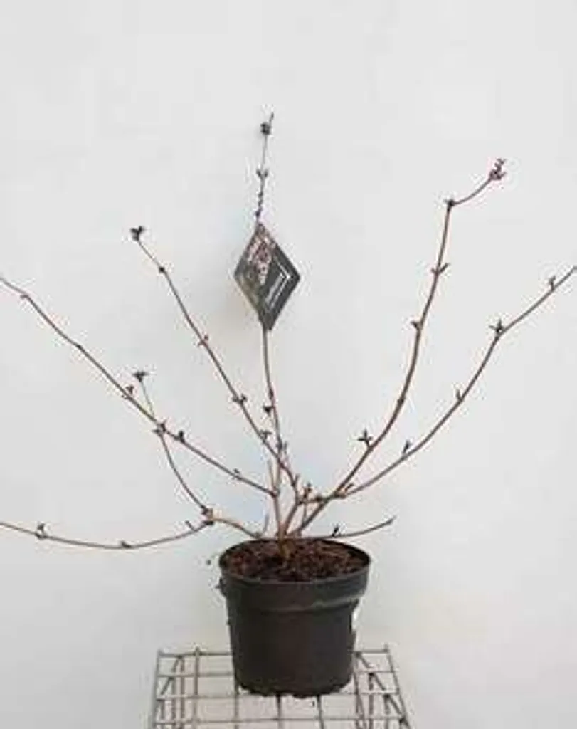 Sureau Noir Sambucus Gerda au Feuillage Pourpre - Qualité 60-80 cm