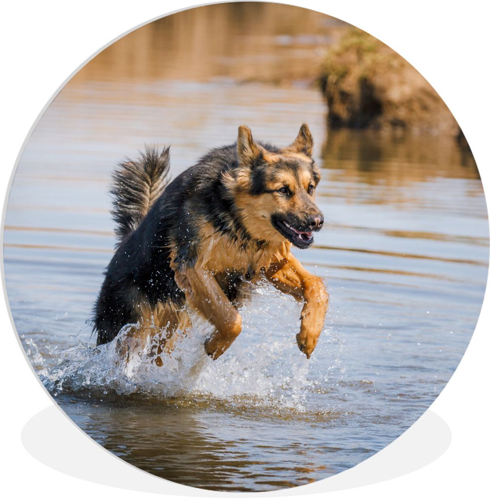 MuchoWow Rundes Wandbild - Runde Bilder Ein Deutscher Schäferhund spielt im Wasser Ø 90 cm Kreis Wanddekoration Kunststoff - Wandkreis - Wandsc...