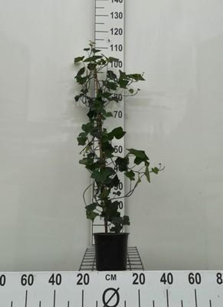 Hedera hibernica - Irische Efeu 100-120 cm | Topf