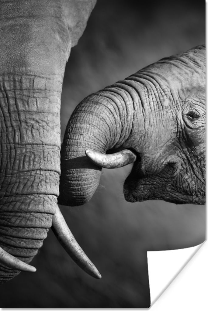 MuchoWow Poster Wildtiere - Elefant - Schwarz - Weiß - Porträt 60x90 cm - Wanddekoration