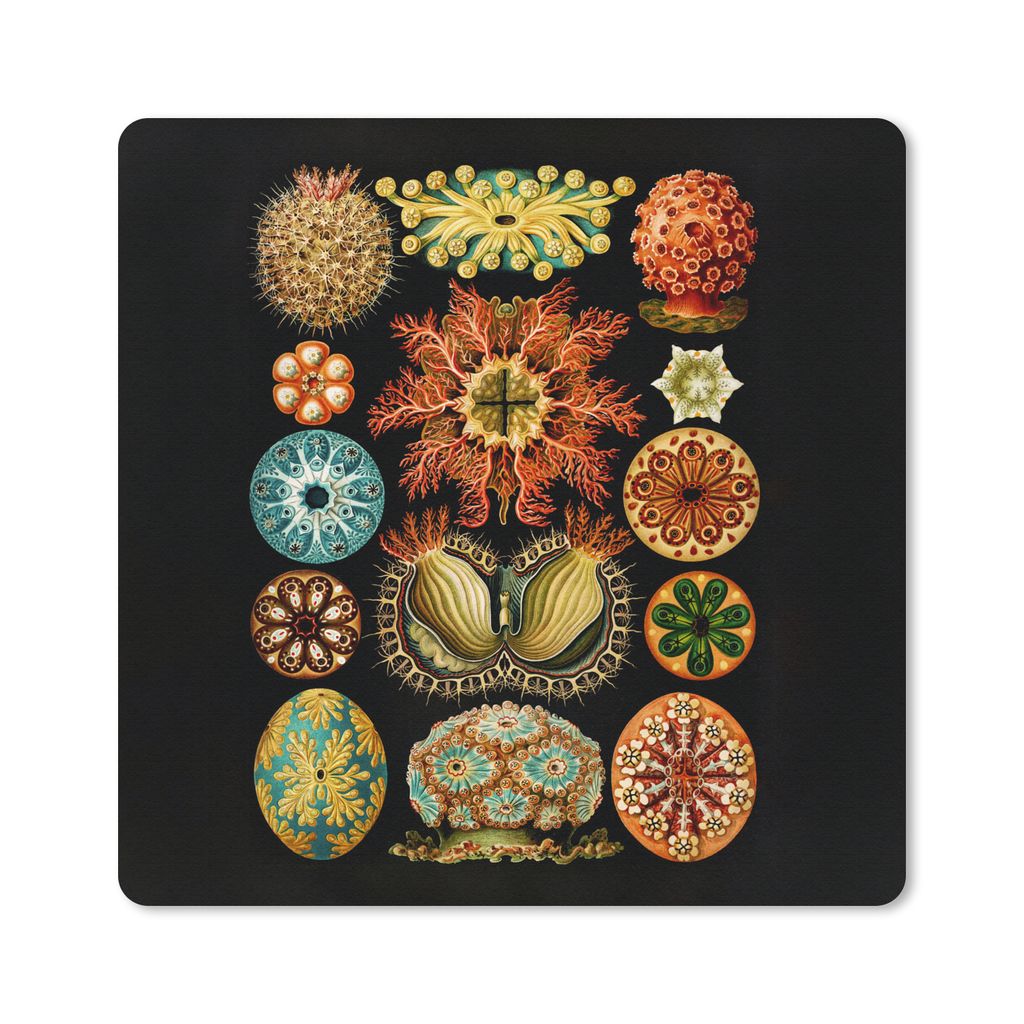 MuchoWow Mauspad Mousepad Vintage - Ernst Haeckel - Meerestier - Natur - Meer - Kunst 30x30 cm - Mousepads - Maus Mat - Pad - Mausunterlage - Gaming