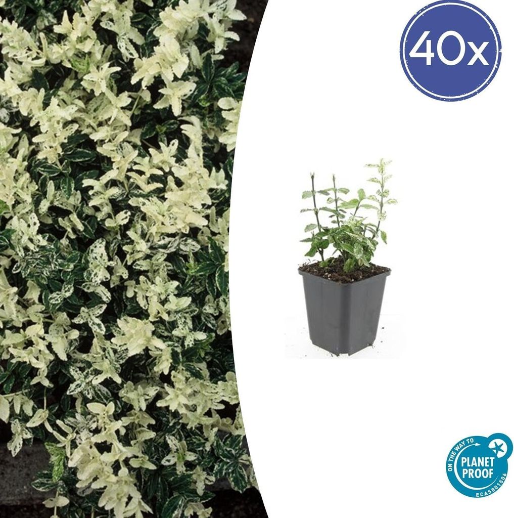 Kriechspindel – Euonymus fortunei 'Harlequin' – 10-25 cm – Ø9 cm – 40 Pflanzen – Bodendecker – Buntlaub – Sonne & Schatten – Pf...