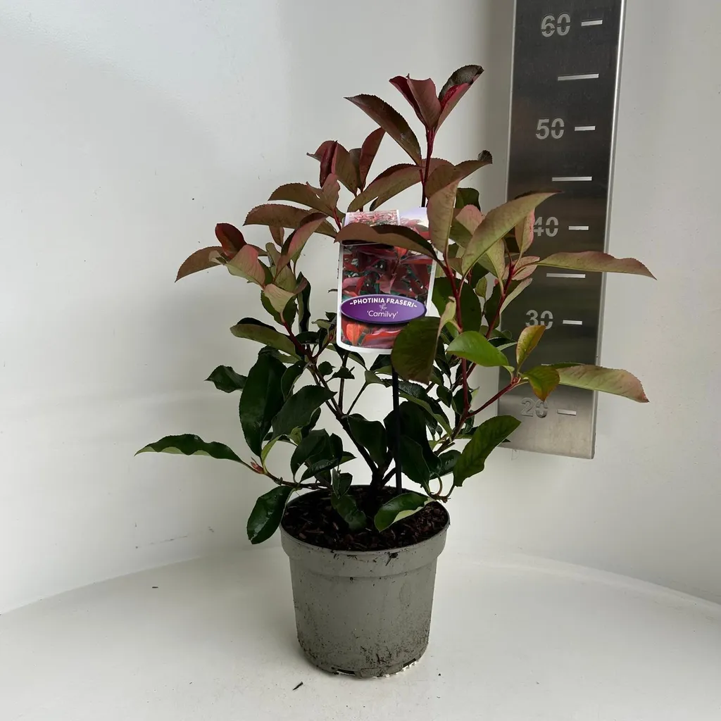 Haie de Photinia Camilvy - Arbuste de jardin persistant 30/40 cm