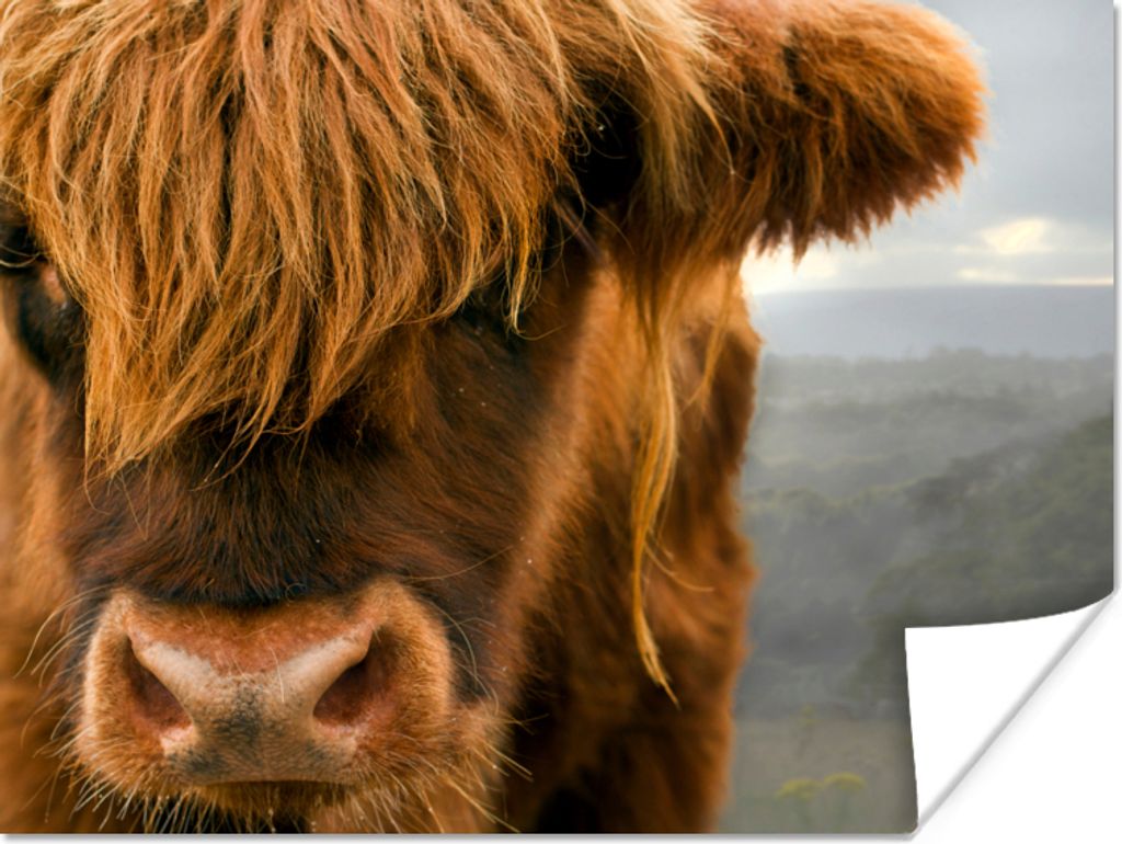 MuchoWow Poster Schottischer Highlander - Orange - Nase 80x60 cm - Kunst für zu Hause